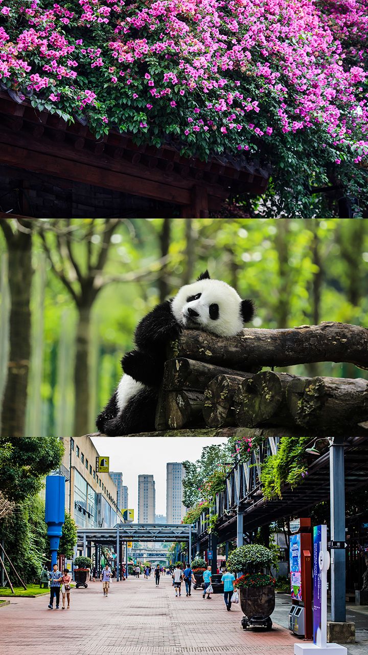 Chengdu_Highlight_5.jpg